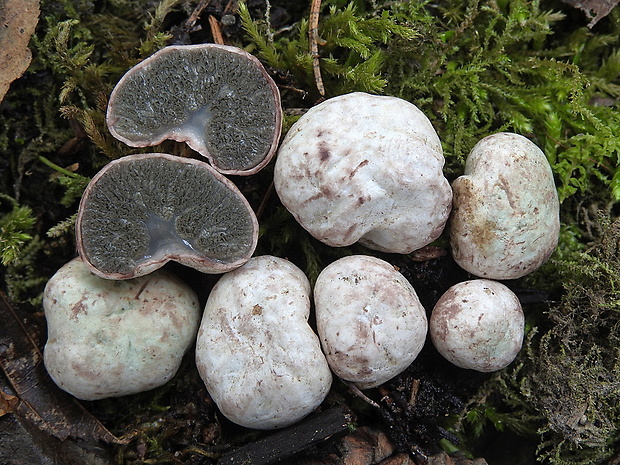 lúpavka hrubá Hysterangium crassum (Tul. & C. Tul.) E. Fisch.