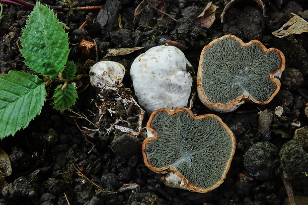 lúpavka Hysterangium sp.