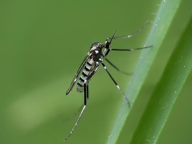 byľomor Lasioptera sp.