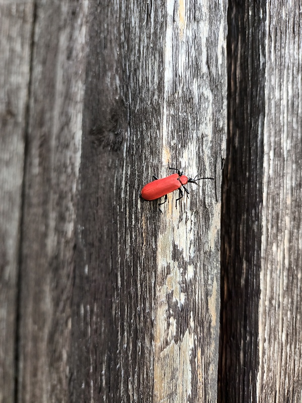 ľaliovník obyčajný  Lilioceris lilii