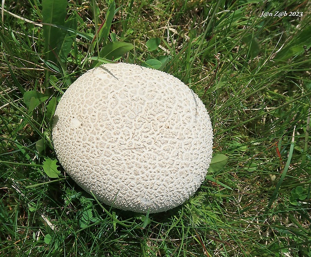 rozpadavec dlabaný Lycoperdon utriforme Bull.