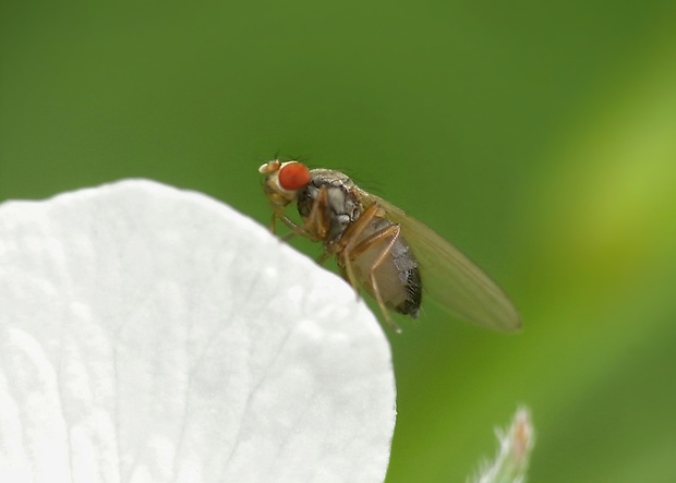 tieňovka  Minettia fasciata cf.