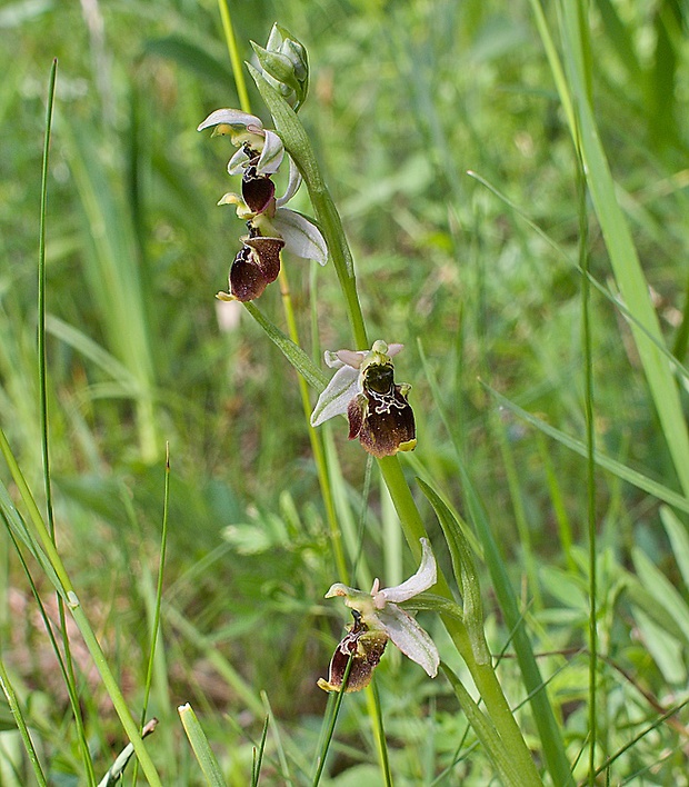 hmyzovník holubyho Ophrys holubyana András.