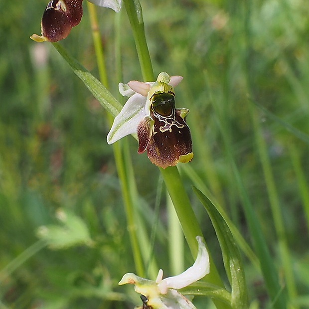 hmyzovník holubyho Ophrys holubyana András.