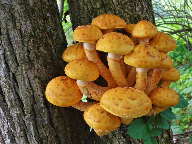 šupinovka citrónovožltá? Pholiota limonella? (Peck) Sacc.