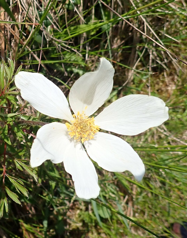 poniklec biely Pulsatilla scherfelii (Ullepitsch) Skalický