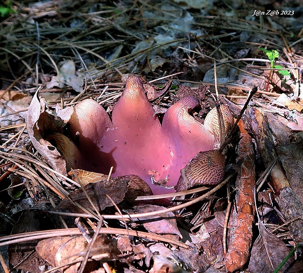 tulipánovka fialová Sarcosphaera coronaria (Jacq.) J. Schröt.