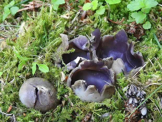 tulipánovka fialová Sarcosphaera coronaria (Jacq.) J. Schröt.