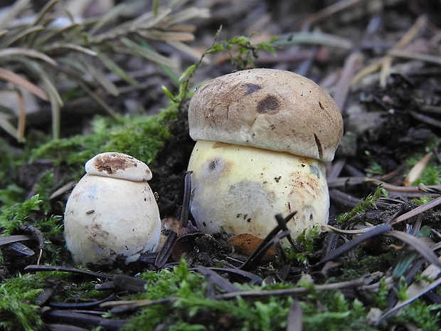 hríb zrnitohlúbikový Sutorius luridiformis (Rostk.) G. Wu & Zhu L. Yang