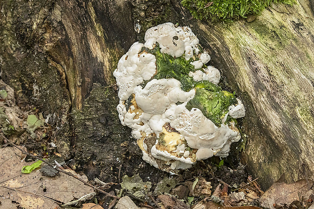 trúdnikovec hrbatý Trametes gibbosa (Pers.) Fr.