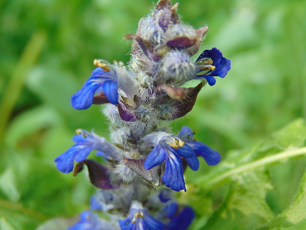 zbehovec plazivý Ajuga reptans L.