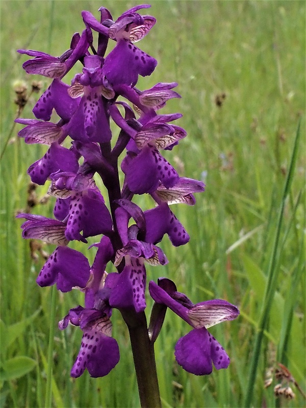 červenohlav obyčajný Anacamptis morio (L.) R. M. Bateman, A. M. Pringeon & M. W. Chase