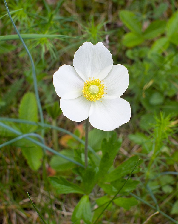 veternica hájna Anemone nemorosa L.