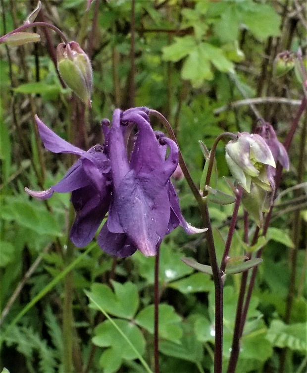 orlíček obyčajný Aquilegia vulgaris L.