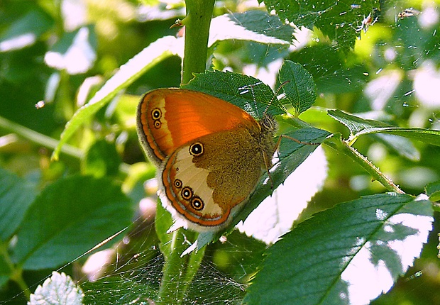 očkáň medničkový Coenonympha arcania