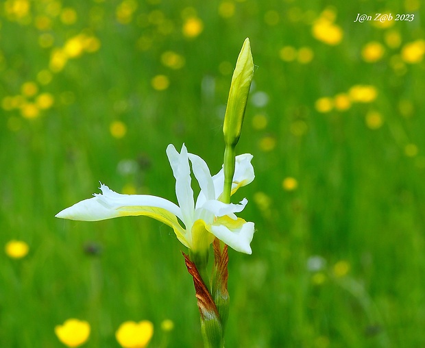 kosatec sibírsky - albín Iris sibirica L.