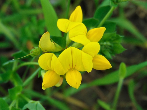 ľadenec rožkatý Lotus corniculatus L.