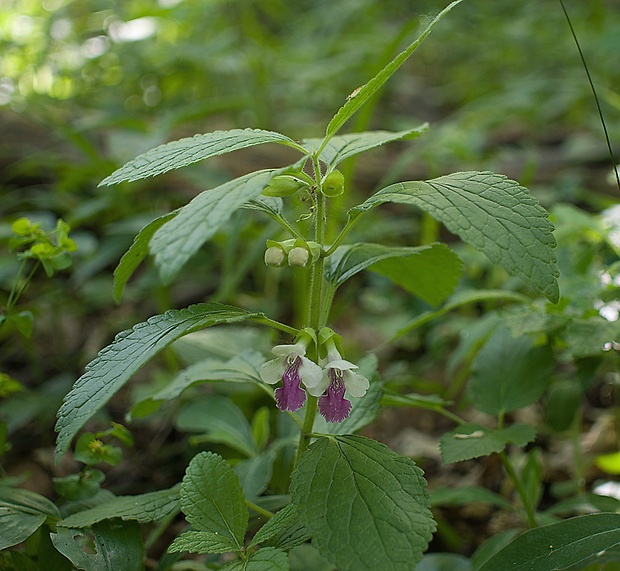 medúnka medovkolistá Melittis melissophyllum L.