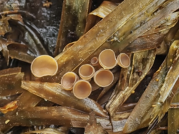 Myriosclerotinia scirpicola (Rehm) N.F. Buchw.