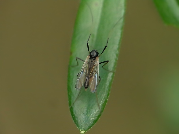 pakomár Psectrocladius sp.