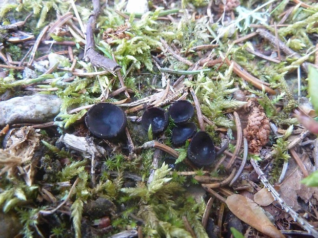 misôčka Pseudoplectania sp.