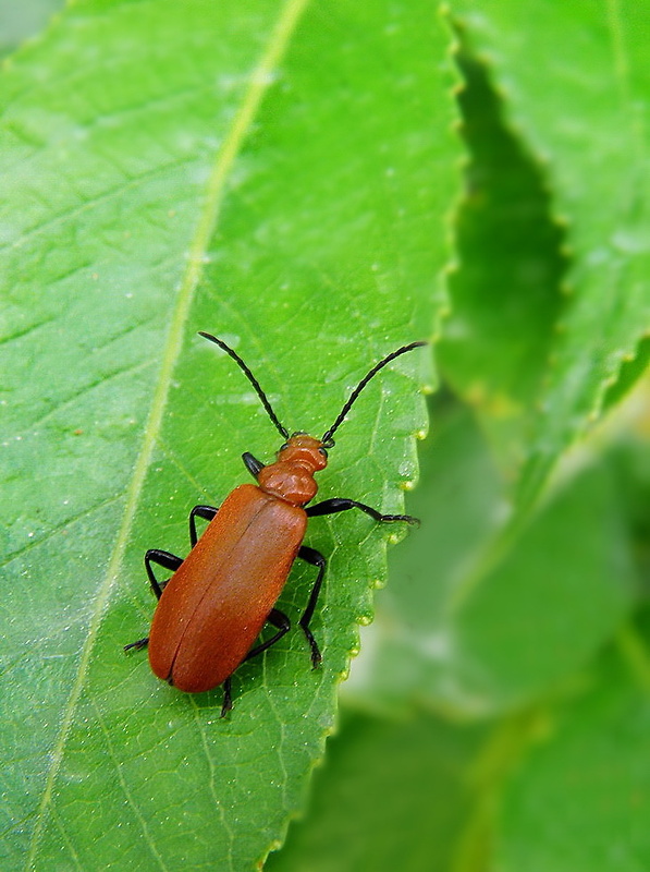 červenáčik Pyrochroa serraticornis  Scopoli, 1763