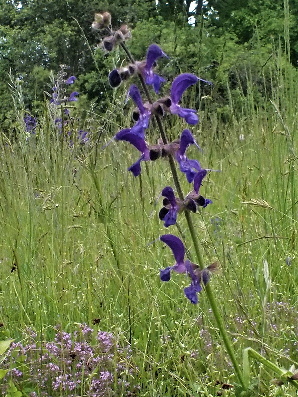 šalvia lúčna Salvia pratensis L.