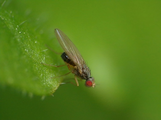 drozofila Scaptomyza graminum  (Fallén, 1823)