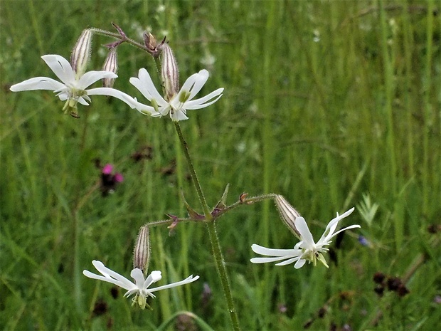 silenka ovisnutá Silene nutans L.