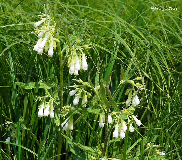 kostihoj lekársky - albín Symphytum officinale L.