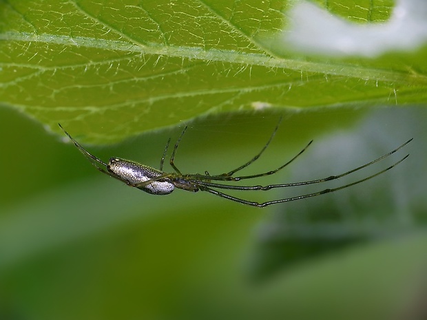 čeľustnatka trstinová Tetragnatha extensa (Linnaeus, 1758)