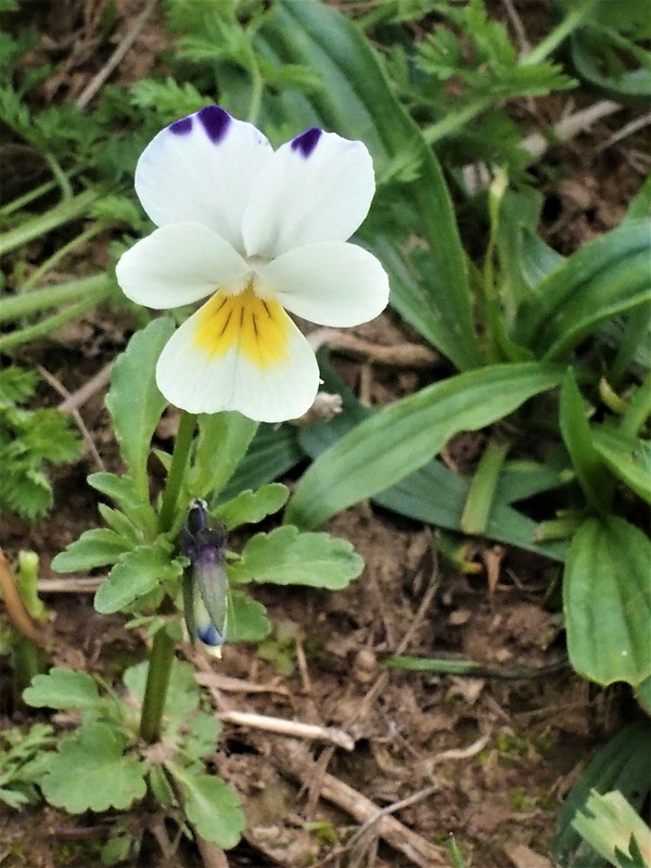 fialka roľná Viola arvensis Murray