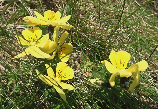 fialka žltá sudetská Viola lutea subsp. sudetica (Willd.) Nyman