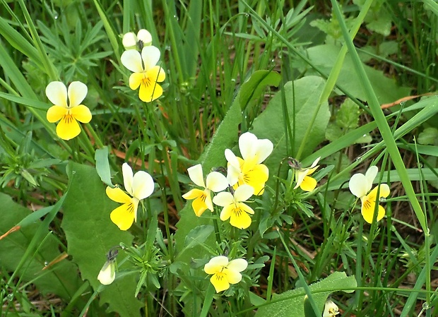 fialka sutinová Viola saxatilis F. W. Schmidt