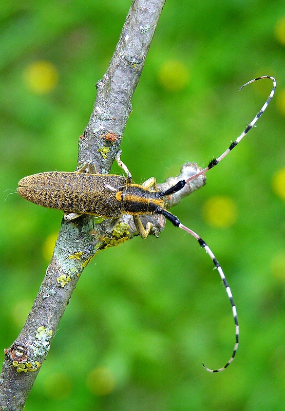 vrzúnik úzkoštíty Agapanthia villosoviridescens