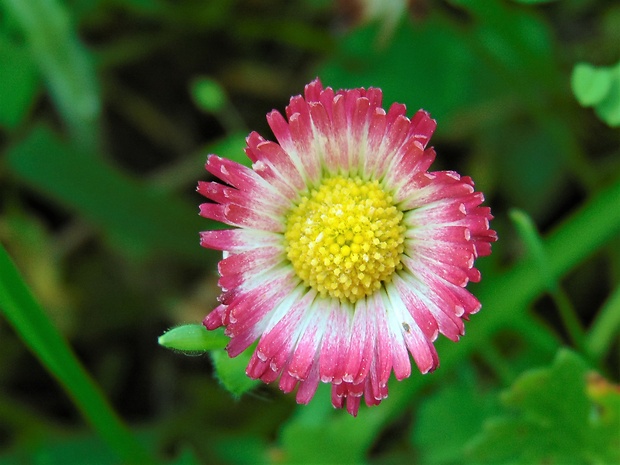 sedmokráska obyčajná Bellis perennis L.