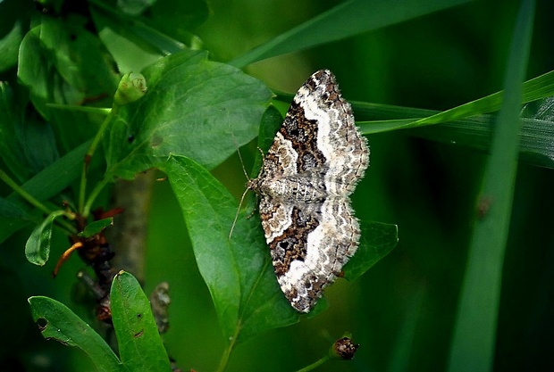 piadivka obyčajná (sk) / píďalka obecná (cz) Epirrhoe alternata (Müller, 1764)