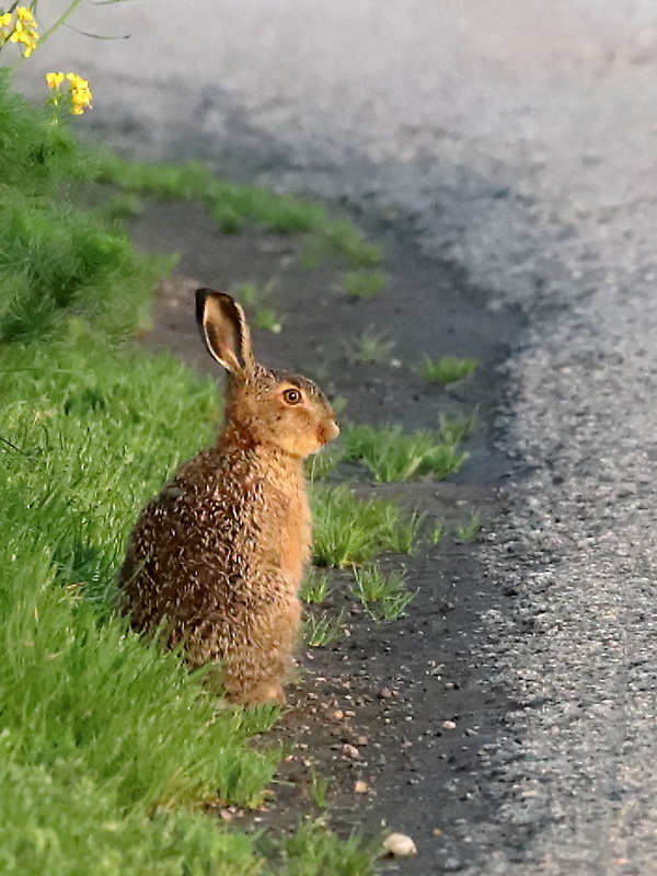 zajac poľný Lepus europaeus