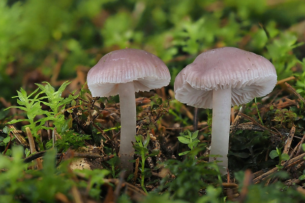 prilbička reďkovková Mycena pura (Pers.) P. Kumm.