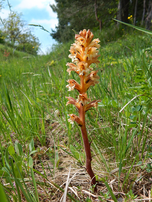 záraza žltá Orobanche lutea Baumg.