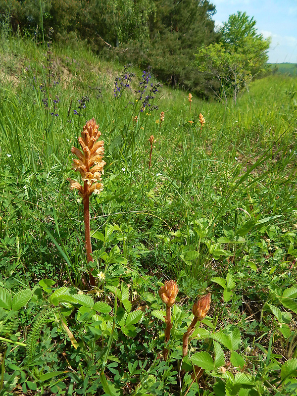 záraza žltá Orobanche lutea Baumg.