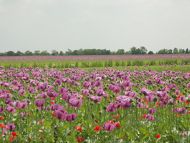 mak siaty Papaver somniferum L.