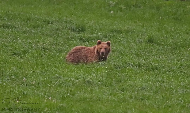 medveď hnedý  Ursus arctos