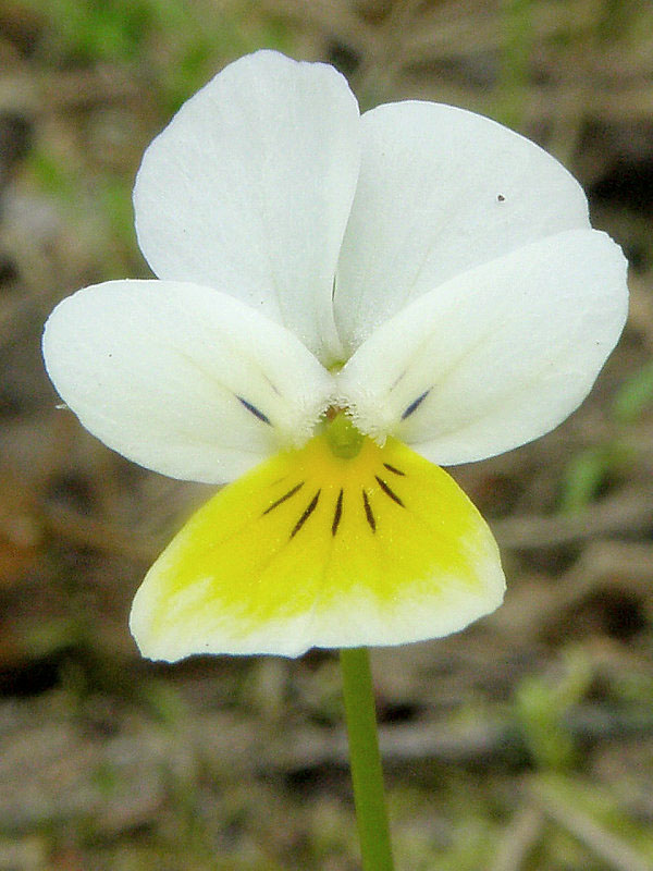 fialka roľná Viola arvensis Murray