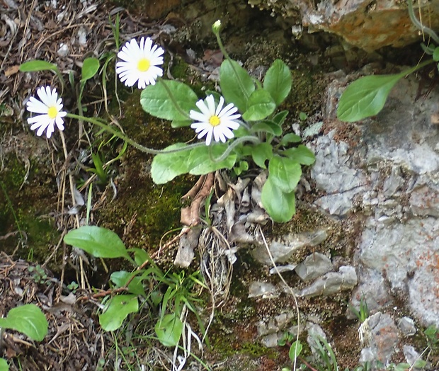 stokráska micheliho Bellidiastrum michelii Cass.