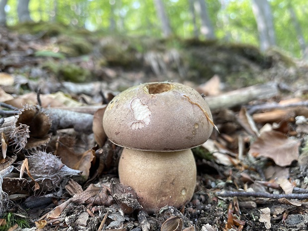 hríb sosnový Boletus pinophilus Pil. et Dermek in Pil.