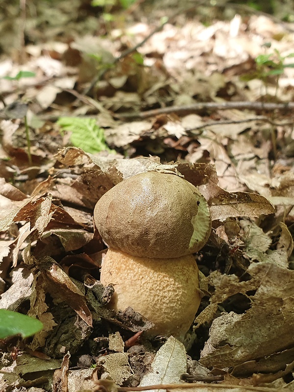 hríb dubový Boletus reticulatus Schaeff.