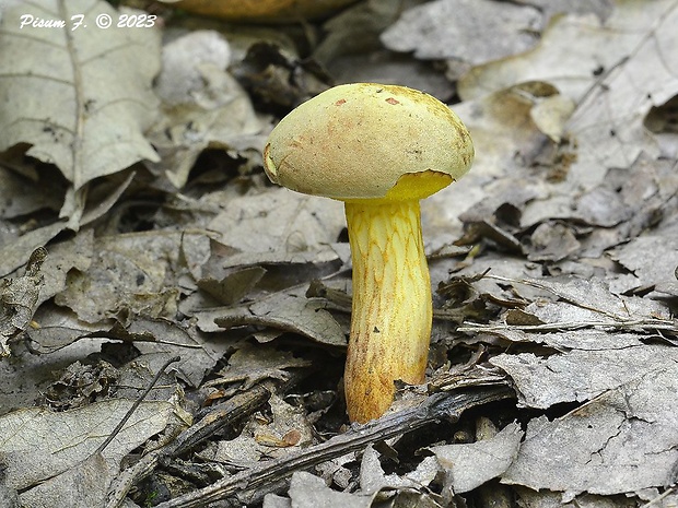 suchohríb plstnatý Boletus subtomentosus L.