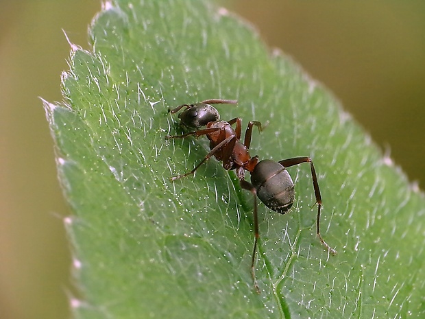 mravec horský Camponotus herculeanus