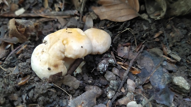 kuriatko bledé Cantharellus pallens Pilát